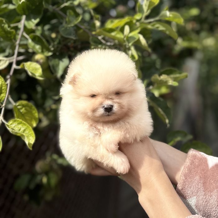 чудова дівчинка шоу классу