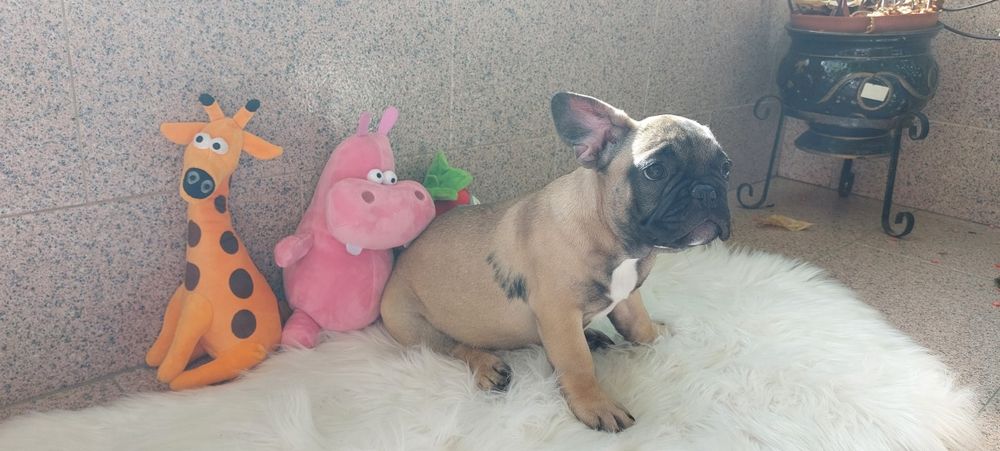 Bulldog francês bebé
