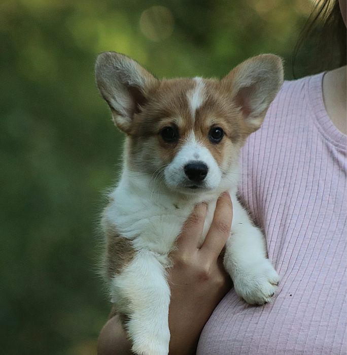 Dziewczynka Wielsh Corgi Pembroke