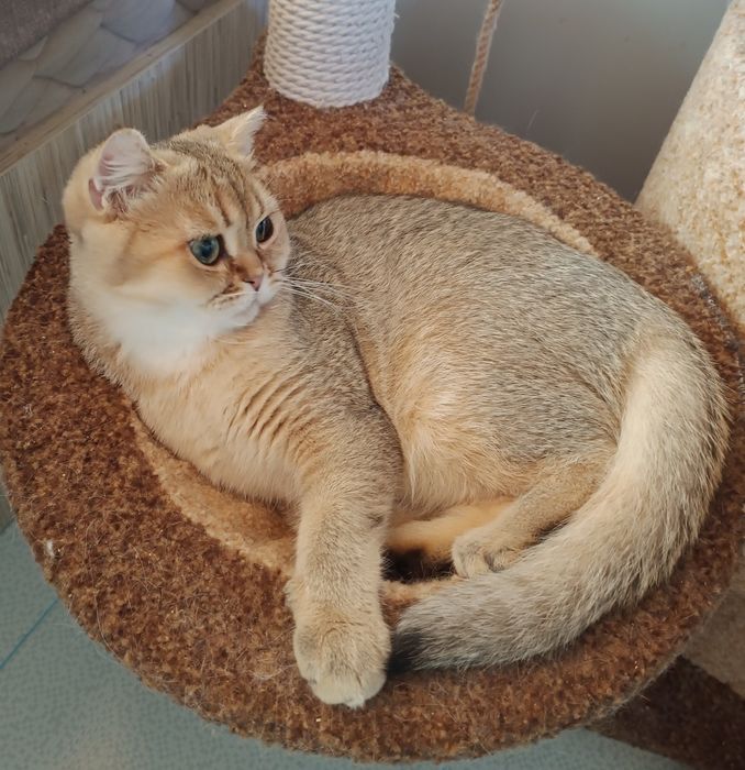 Британський короткошерстий хлопчик, кошеня, котик