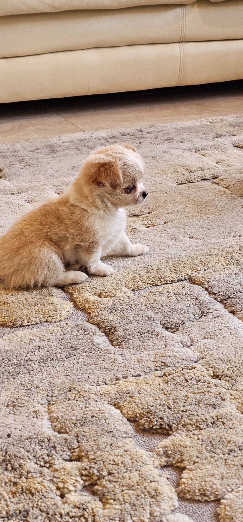 Chihuahua fêmea pêlo comprido