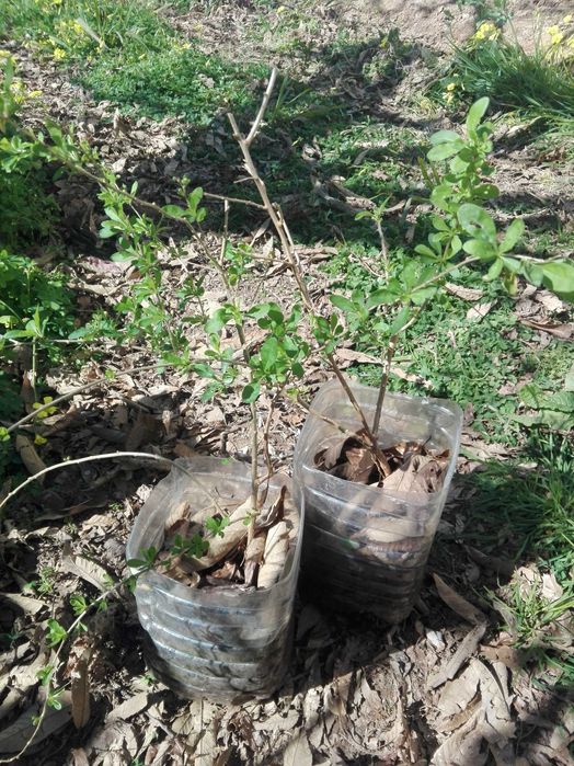 Gogi vermelho em vaso