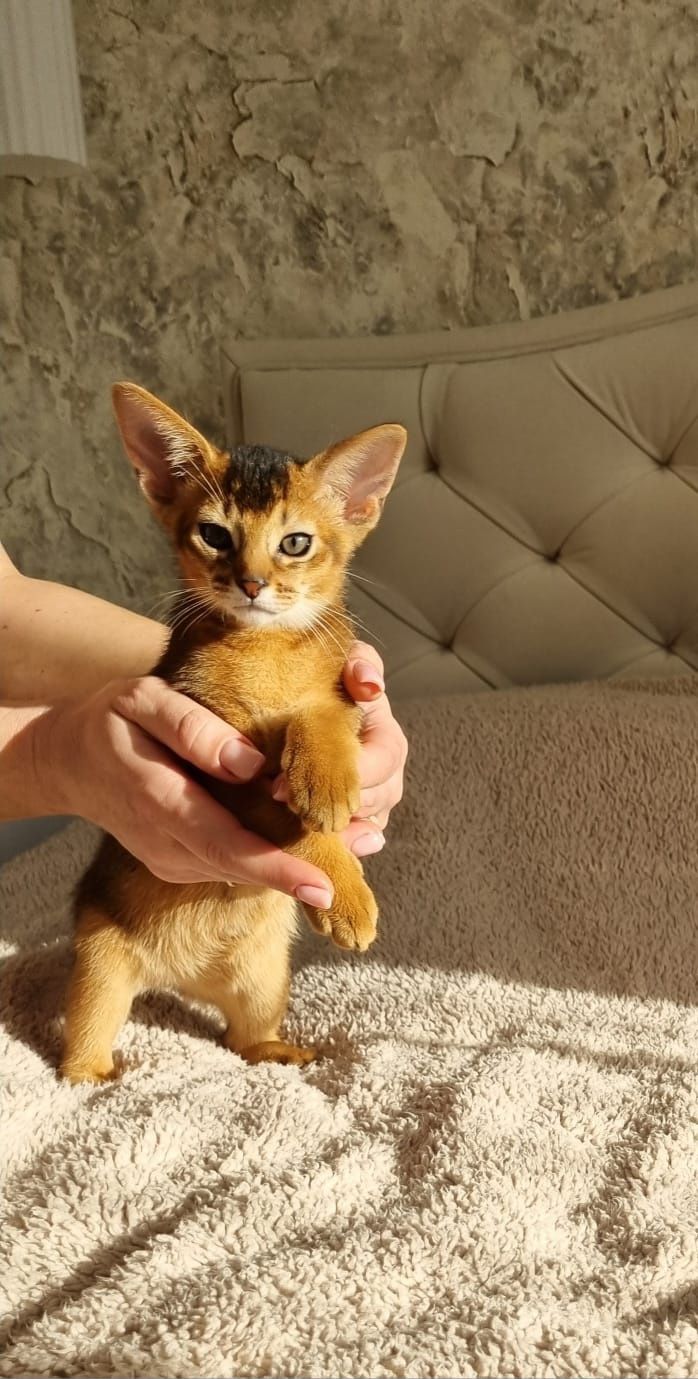 Kotka abisyńska mini-puma