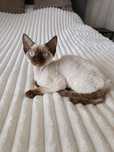 Uroczy kocurek Devon Rex