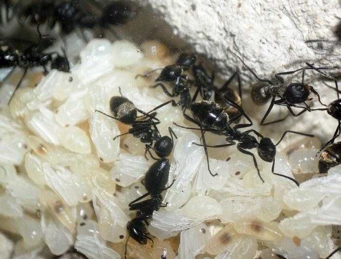 Муравьи Colobopsis leonardi купить | 1200 грн | модуль в подарок