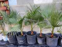 Palmeira Washington Robusta (leque)