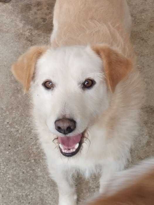 CORRENTE (Macho, Adulto) Para Adopção