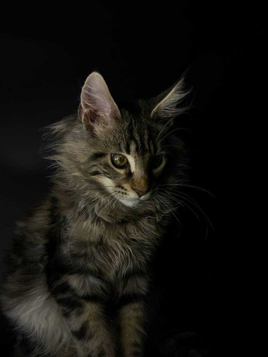 Мейн кун кішечка зі всіма документами WCF та щепленнями Доставка