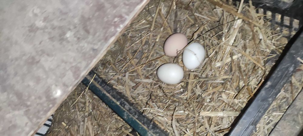 Jajka wiejskie prosto z kurnika