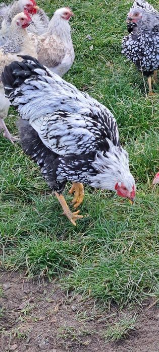 Koguty wandette zmienią gospodarstwo.