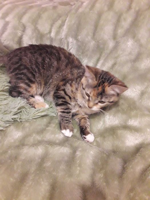 Котенок ищет свою маму