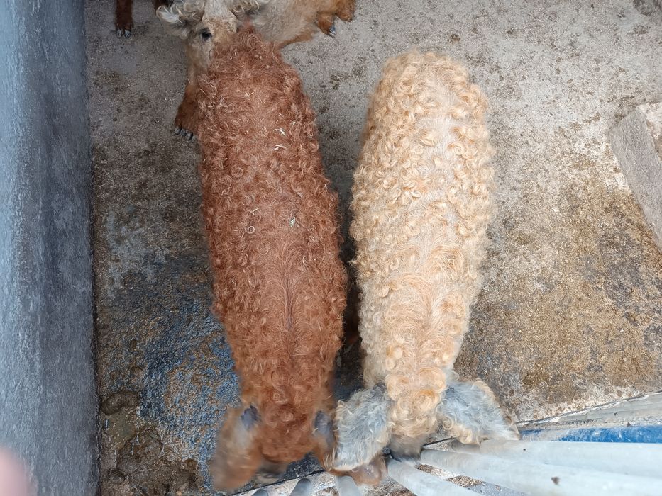 Поросята мангалиця