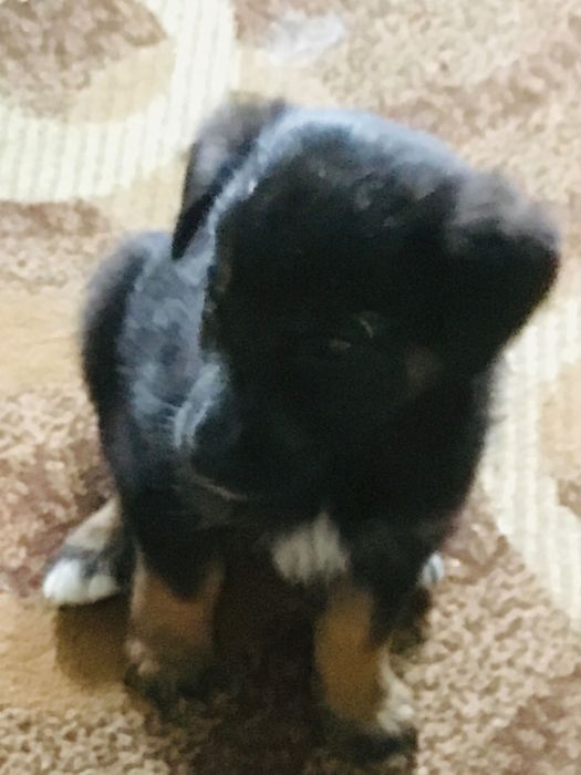 Песики в с.Урич.