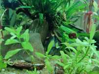 Caracóis (Planorbis corneus)