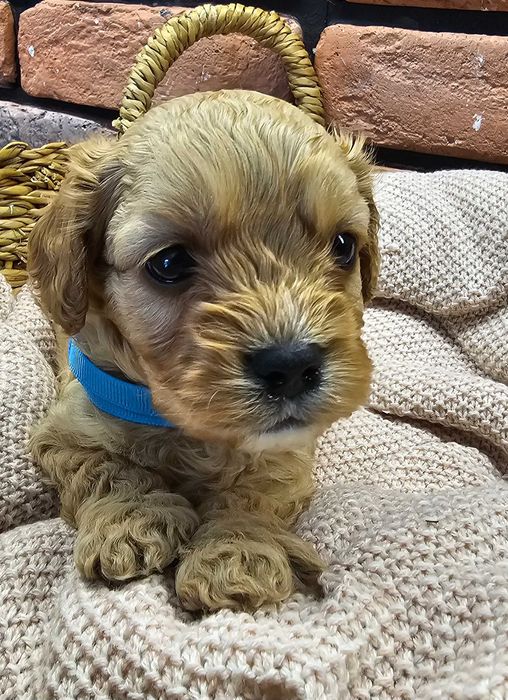 Cavapoo piekny chłopczyk