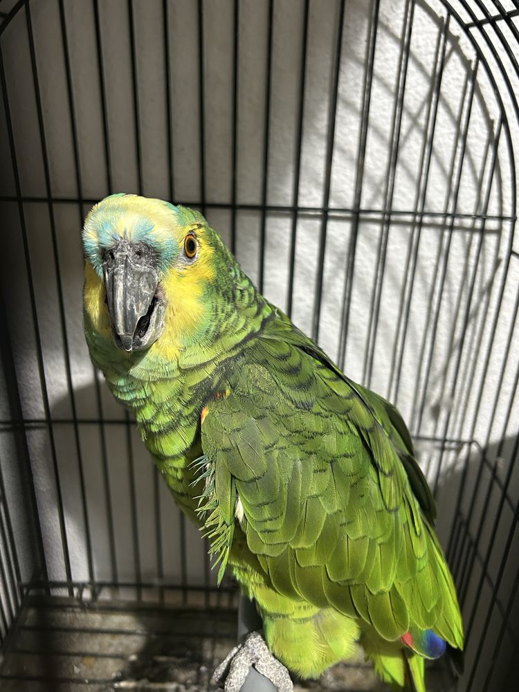 Papagaio Aestiva Macho