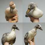 Kaczki ozdobne call duck