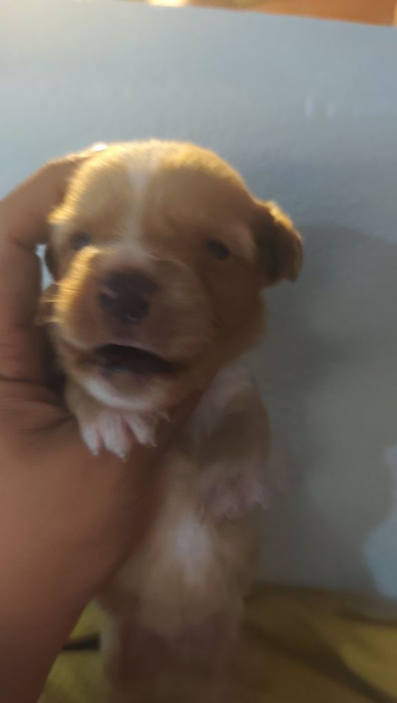 Animais pá adocao