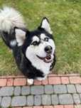 Piękna Hala mix husky malamute domowa, zadbana, spacerowa. Adopcja