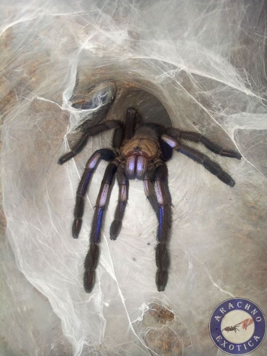 Пауки птицееды скорпионы террариумы корм от клуба "ArachnoExotica"