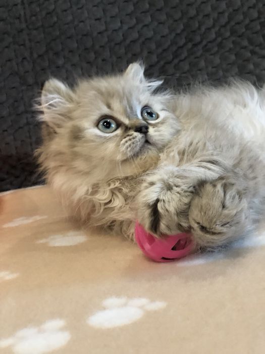 Мальчик пушистый