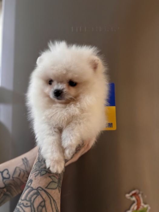 шикарний Ведмедик шоу класу