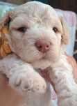 Sunia Lagotto romagnolo