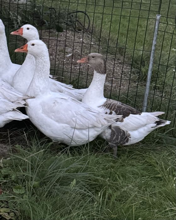Gęsi białe owsiane i siodłate.