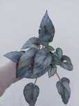 Planta Begonia Arctic Breeze