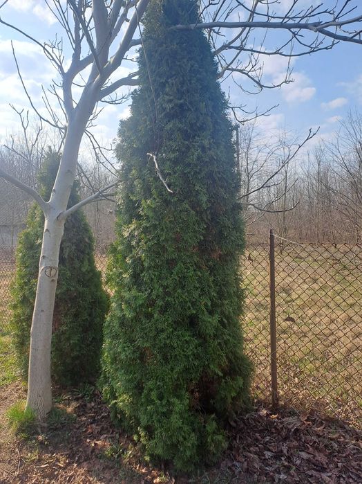 Sprzedam tuje sznaragd 300-600cm koło legionowa