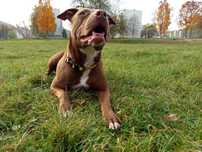 Vini pitbull red nose do pilnej adopcji