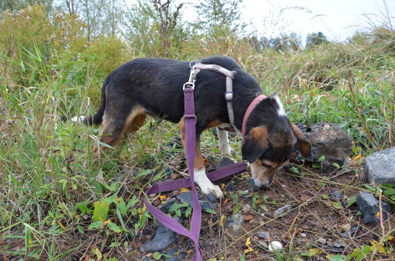 Pomóż Grosikowi - dobra karma też powraca