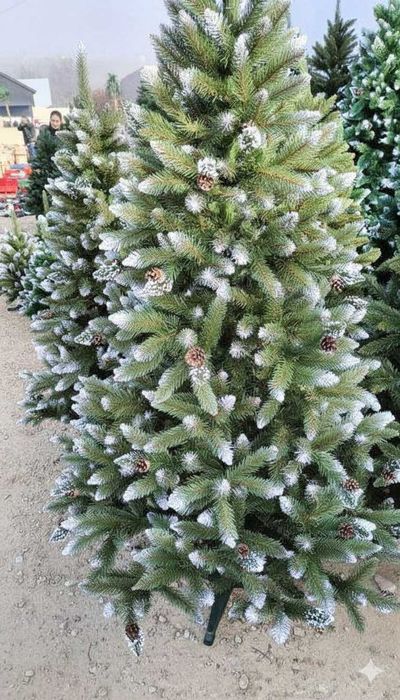 ŚWIERK SREBRNY 220cm jak żywy ze szyszkami Duży gęsty PREMIUM JAKOŚĆ