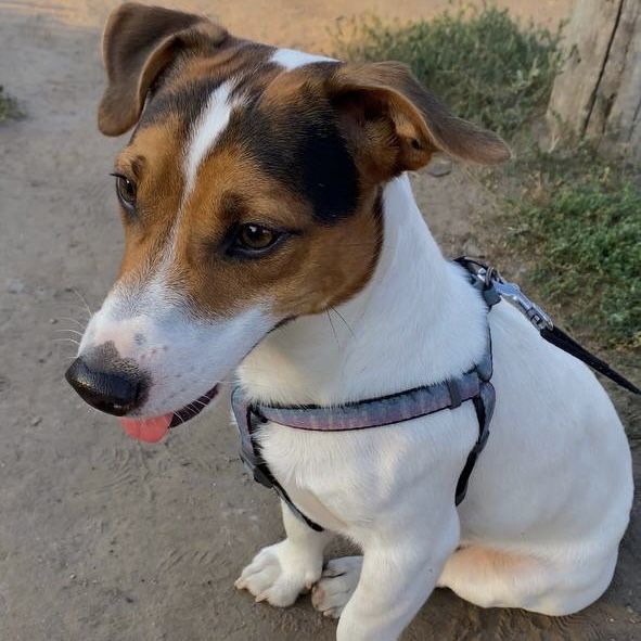 Вязка Джек Рассел