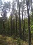 Sprzedam Las ,2,19 hektara Strabla!!!