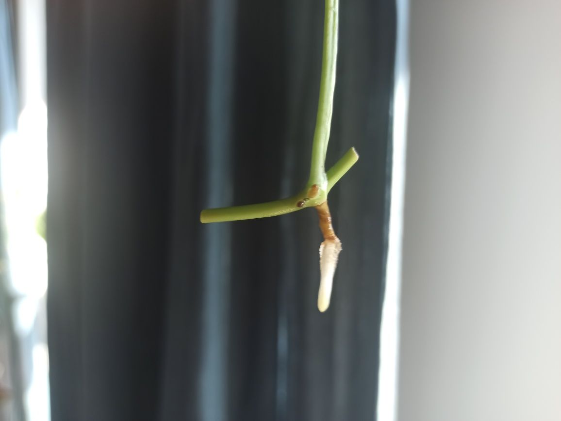 Monstera Obliqua Colombian Form