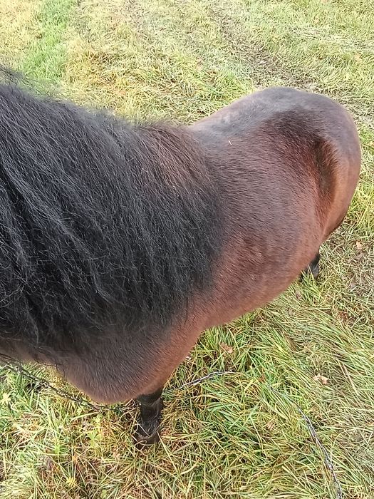 Sprzedam kucyki klacz i ogierka