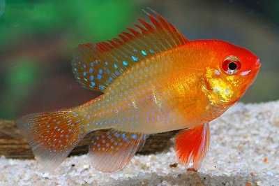 Pielęgniczka Ramireza gold Mikrogeophagus ramirezi