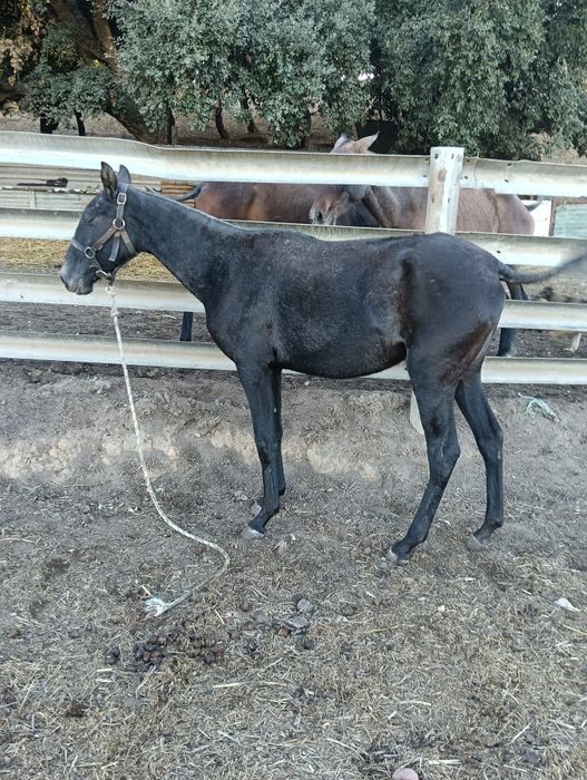 Vendo poldra lusitana