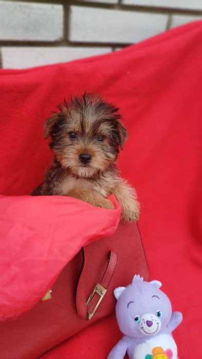 Милий хлопчик -Йоркширський тер'єр.