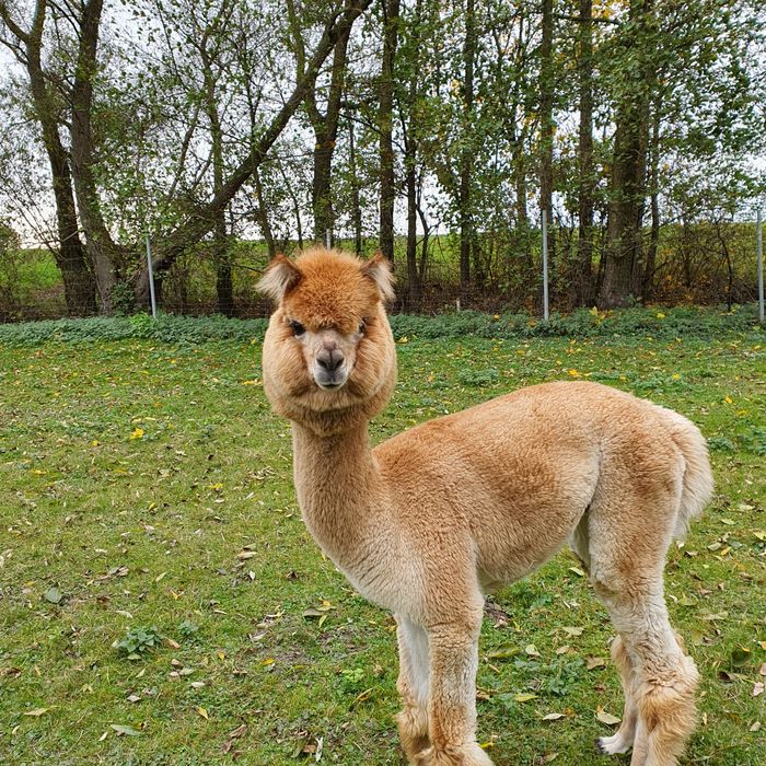 Dwa młode samce alpaki huacaya