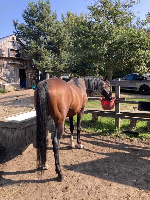 Ogier arabski szuka swojego człowieka