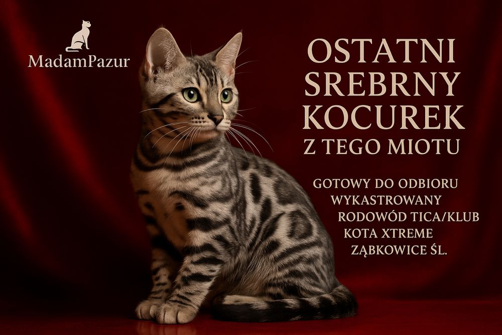 Kot bengalski srebrny  GOTOWY DO ODBIORU