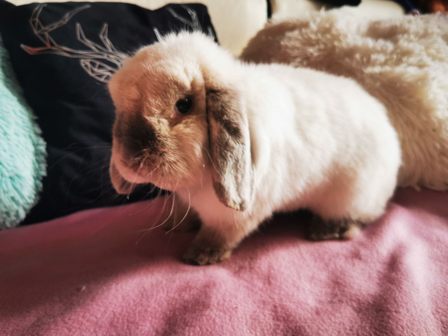 Królik miniaturka mini lop