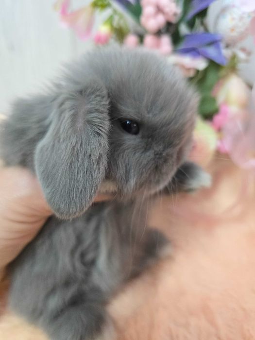 Миниатюрный породистый крольченок Мини Лоп от выставочных родителей.