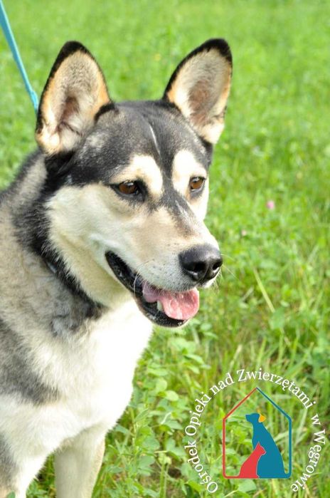 Piesek Axel szuka domu!