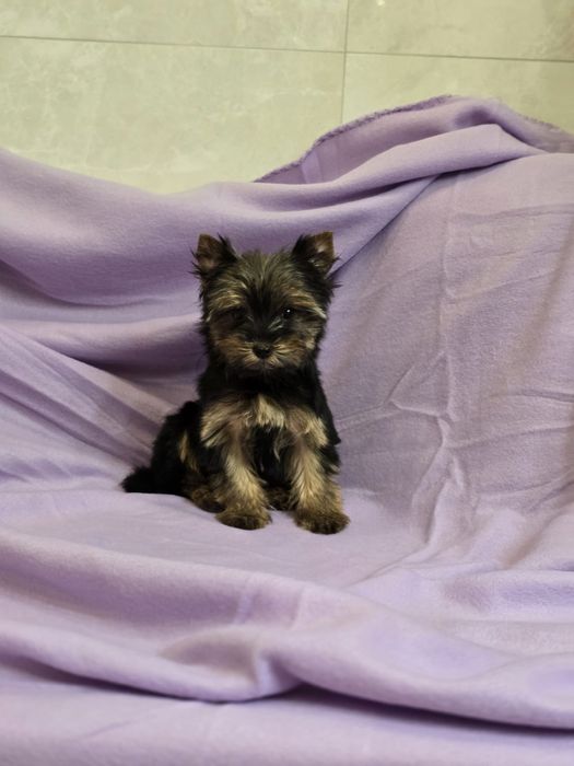 Piesek mini Yorkshire terrier