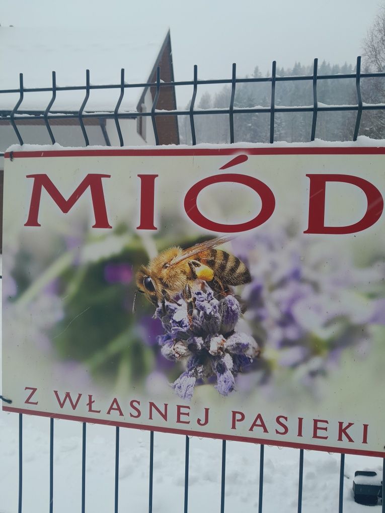 Miód spadziowy ze Spadzi Iglastej