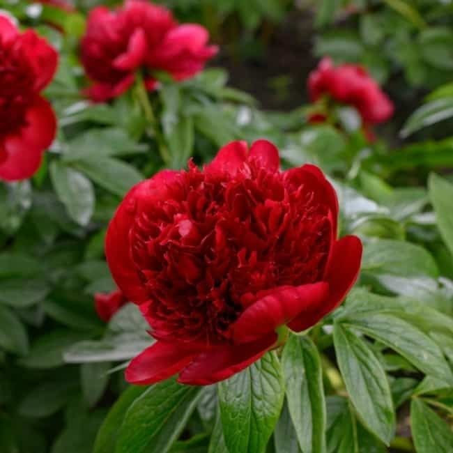 Rizomas/Bolbos de Peonias