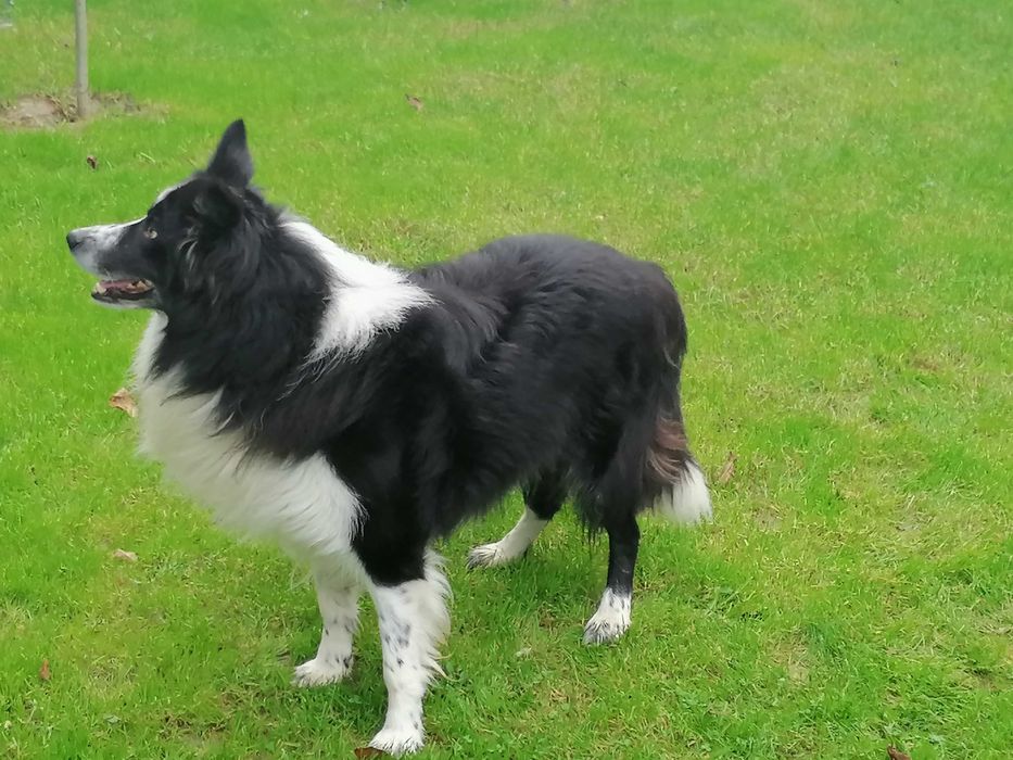 border collie pies sprzedam